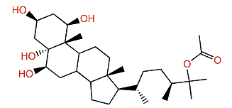 (24S)-Ergostane-1b,3b,5a,6b,25-pentaol 25-monoacetate